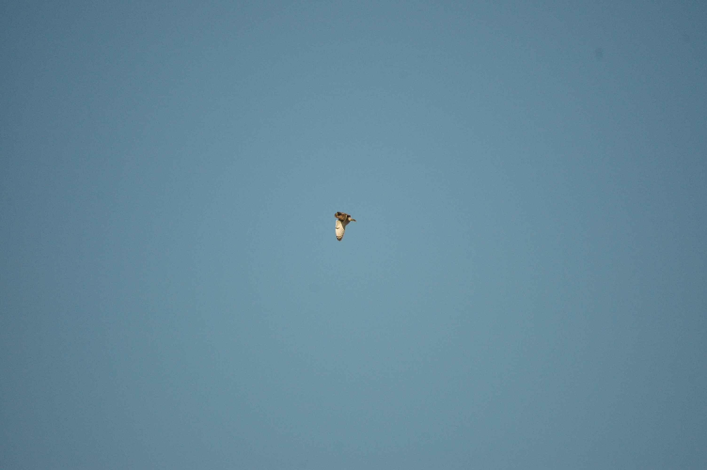 photos/wildlife/Bird_Species/085-Typical_Owls/2826-Short-eared Owl/DSC_4757.JPG